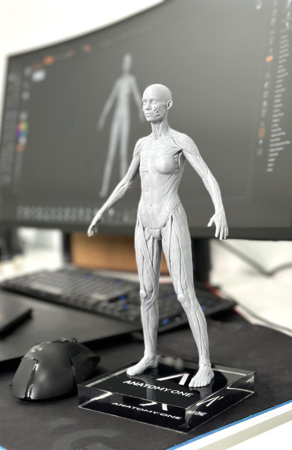 Female anatomy figure. Artist Edition. Neutral Gray. - Image 2