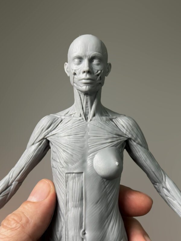 Pack Maestro de Anatomía. Modelo anatómico femenino. - Imagen 3