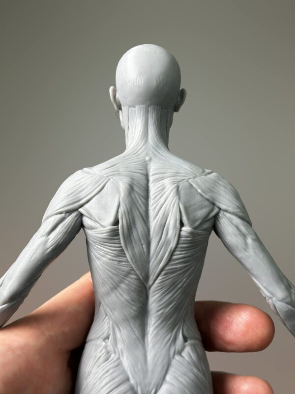 Pack Maestro de Anatomía. Modelo anatómico femenino. - Imagen 6