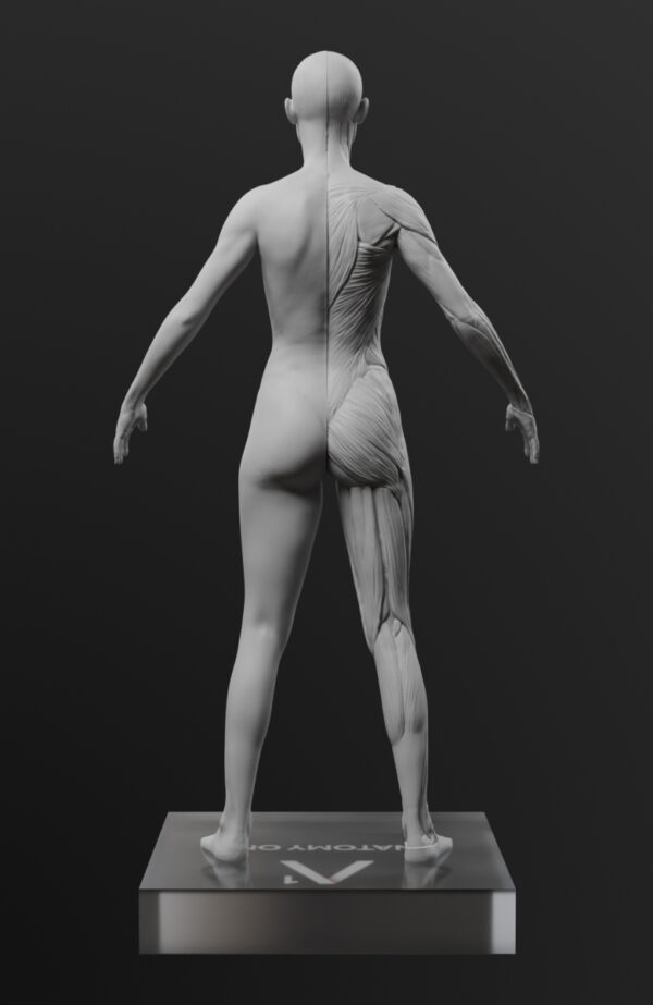 Female anatomy figure. Artist Edition. Half Skin. - Image 2