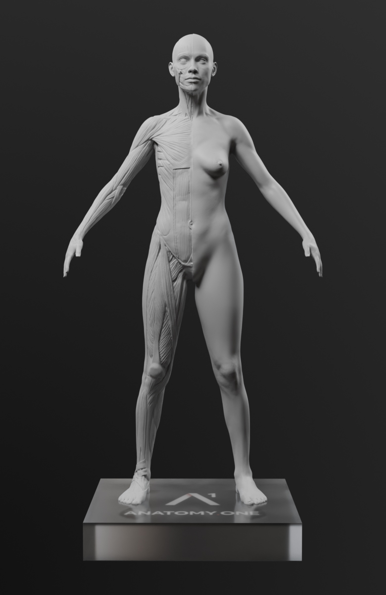 AnaSkin_Front