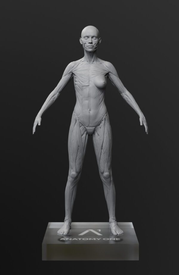 Pack Maestro de Anatomía. Modelo anatómico femenino. - Imagen 2