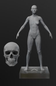Anatomy master Female 1