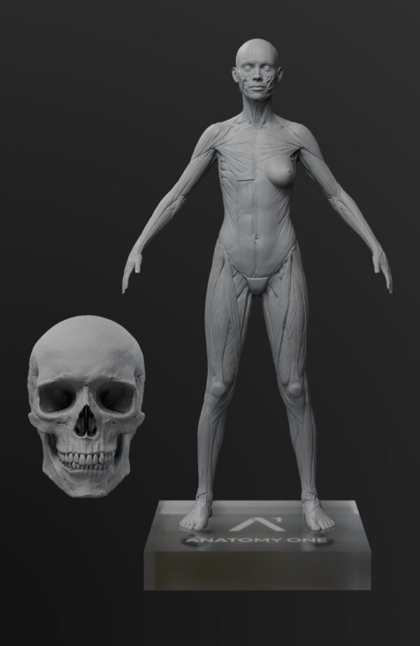 Pack Maestro de Anatomía. Modelo anatómico femenino.