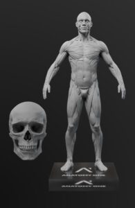 Anatomy master male 1