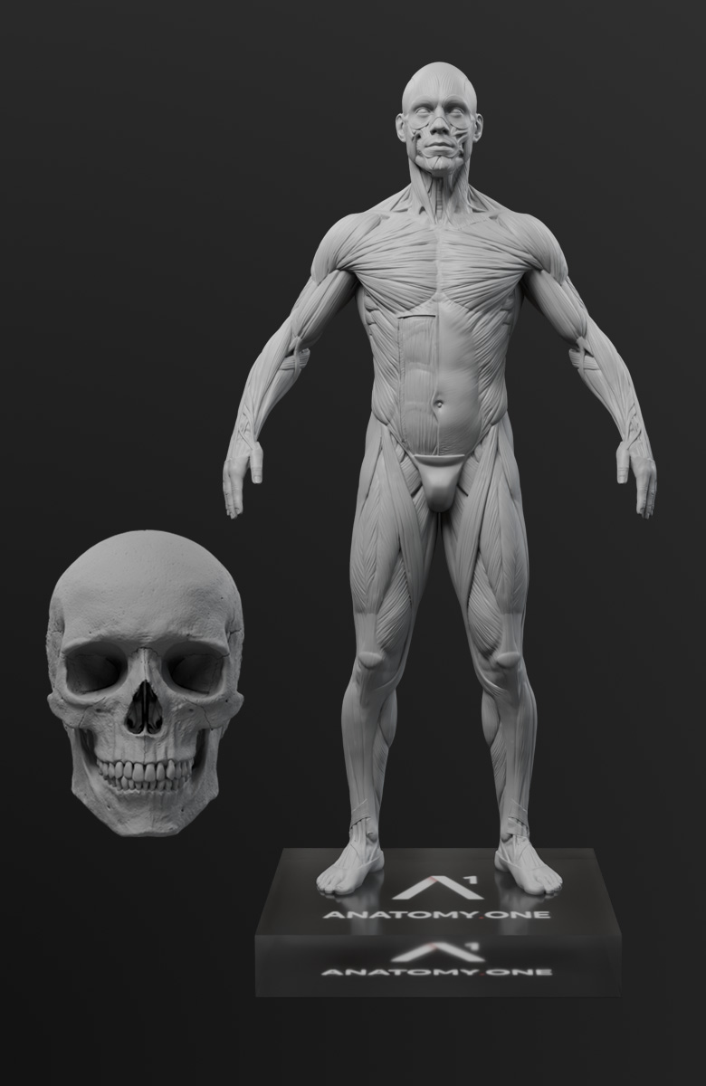 Anatomy master male