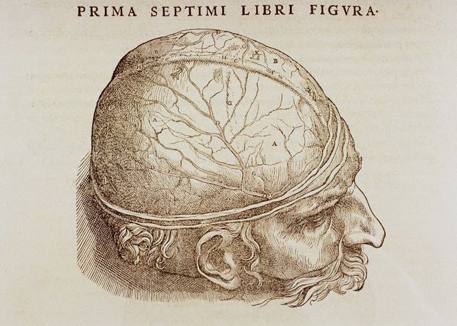 Sobre nosotros 2 Andreas vesalius