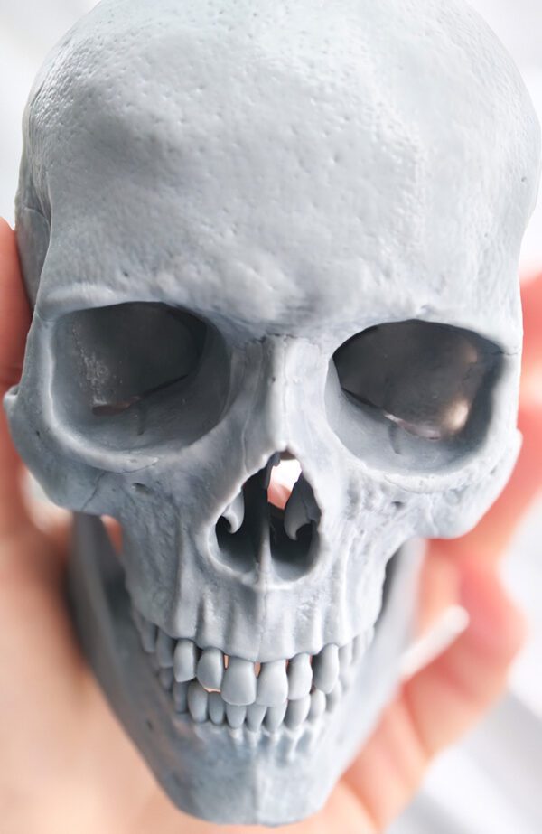 Pack Maestro de Anatomía. Modelo anatómico femenino. - Imagen 4