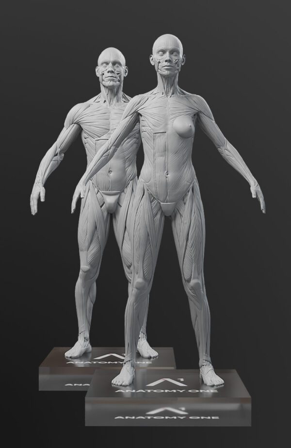 Referencia anatómica para artistas. Pack Dúo Anatómico.