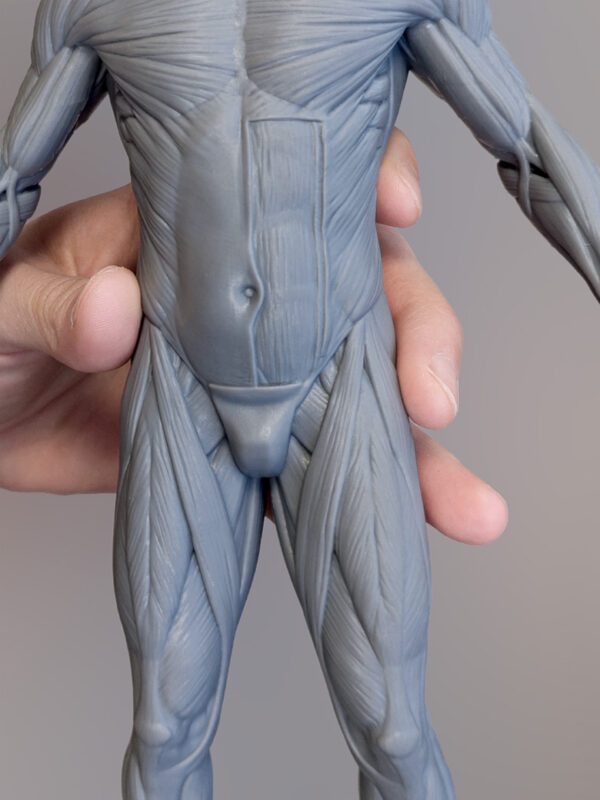 Anatomy Mastery Pack. Male figure. - Image 3