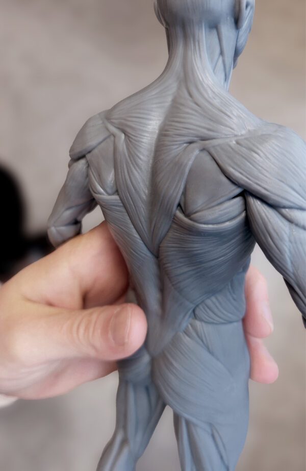 Anatomy Mastery Pack. Male figure. - Image 6