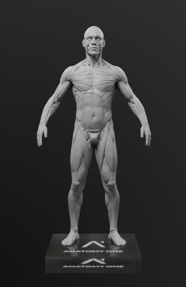 Anatomy Mastery Pack. Male figure. - Image 2