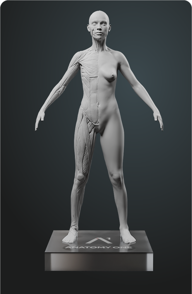 Figura Anatómica Femenina. Edición para Artistas. Sistema Écorché Premium.