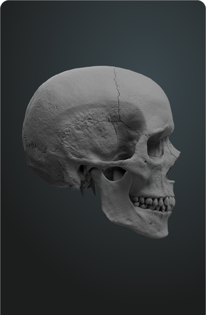 Cráneo Anatómico Escala 1/2