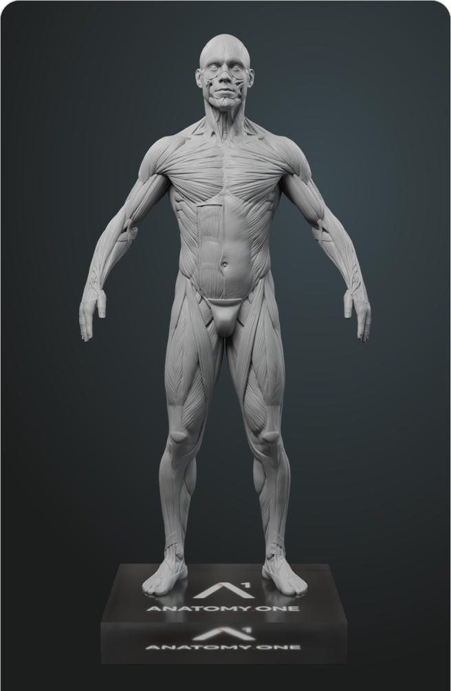 Figura Anatómica Masculina. Edición para Artistas. Gris Neutro Premium.