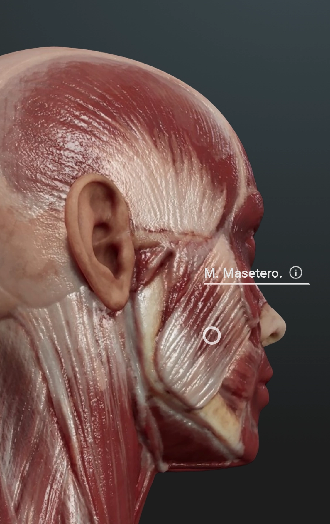 sNHTIfEg Home cabeza Paint Movile